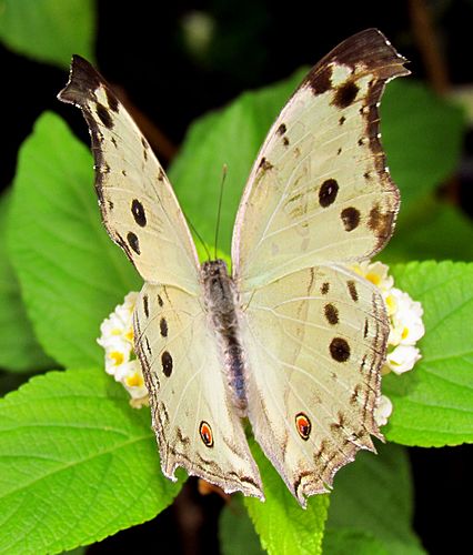 Protogoniomorpha parhassus